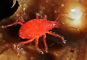 Neomolgus littoralis - photo 3