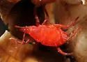 Neomolgus littoralis - photo 4