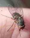 Neomuscina tripunctata - photo 3
