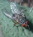 Neomuscina tripunctata - photo 4