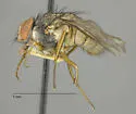 Neomuscina tripunctata - photo 5