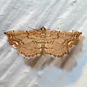 Lygodium Defoliator Moth - Hodges#4896.5 - photo 2