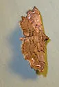 Lygodium Defoliator Moth - Hodges#4896.5 - photo 3