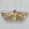 Lygodium Defoliator Moth - Hodges#4896.5 - photo 4