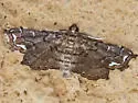 Lygodium Defoliator Moth - Hodges#4896.5 - photo 5