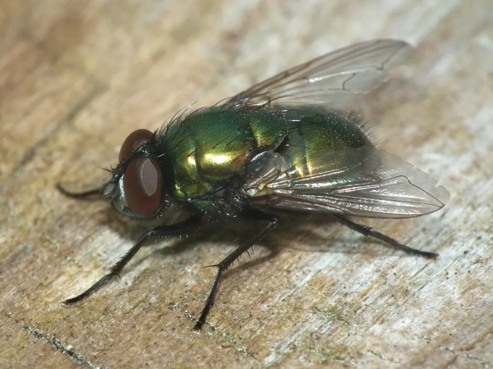 Neomyia cornicina - photo 3