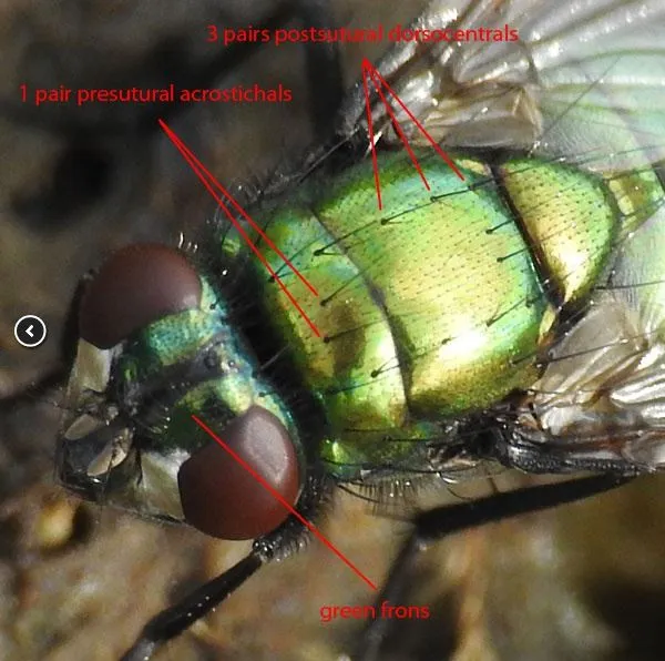 Neomyia cornicina - photo 4