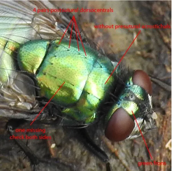 Neomyia viridescens