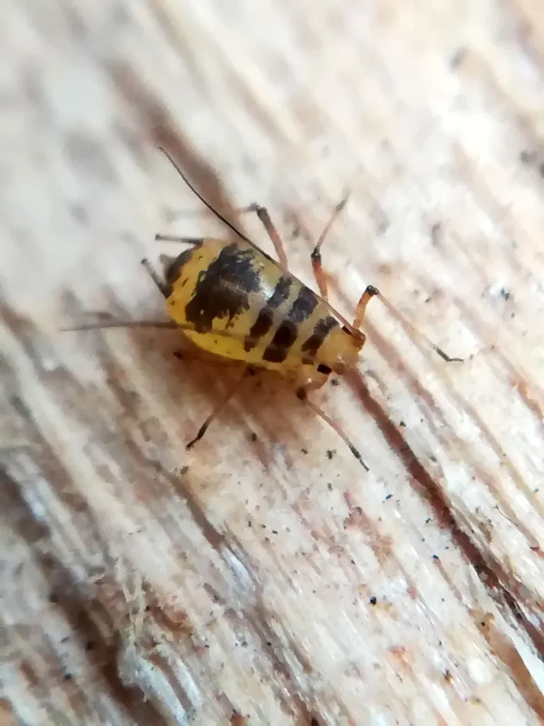 Crescent-Marked Lily Aphid - photo 2