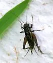 Cuban Ground Cricket