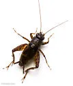 Cuban Ground Cricket - photo 2