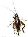 Cuban Ground Cricket - photo 3