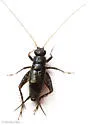 Cuban Ground Cricket - photo 4