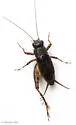 Cuban Ground Cricket - photo 5