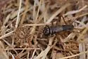 California ground cricket