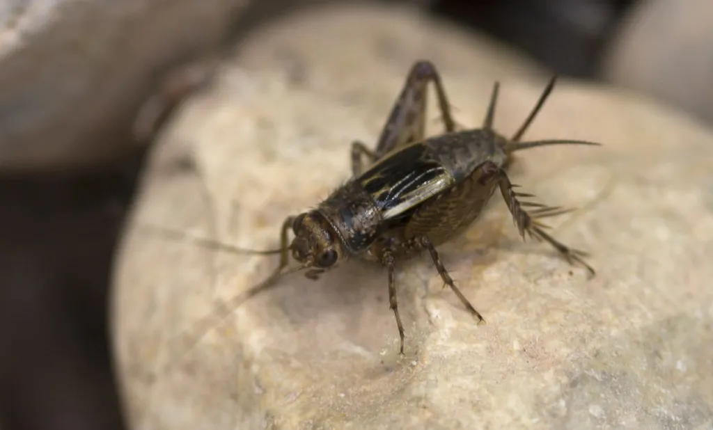 Mormon Ground Cricket - photo 3
