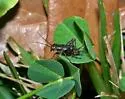 Collared Ground Cricket