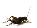 Collared Ground Cricket - photo 2