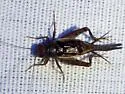 Collared Ground Cricket - photo 3
