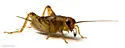 Collared Ground Cricket - photo 4