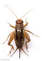 Collared Ground Cricket - photo 5