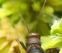 Sphagnum Ground Cricket