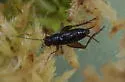 Sphagnum Ground Cricket - photo 2