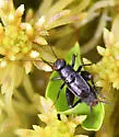 Sphagnum Ground Cricket - photo 3
