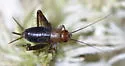 Sphagnum Ground Cricket - photo 4