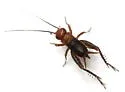Sphagnum Ground Cricket - photo 5