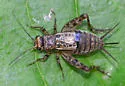 Variegated Ground Cricket