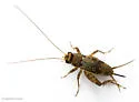 Variegated Ground Cricket - photo 2