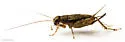 Variegated Ground Cricket - photo 3