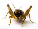 Variegated Ground Cricket - photo 4