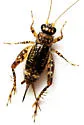 Variegated Ground Cricket - photo 5