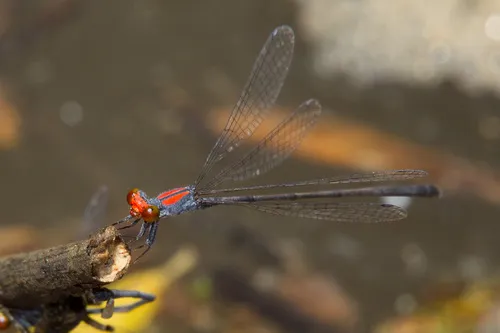 Coral-fronted Threadtail - photo 2