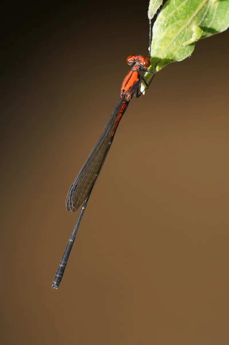 Amelia's Threadtail - photo 3