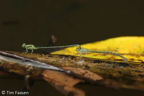 Neoneura bilinearis