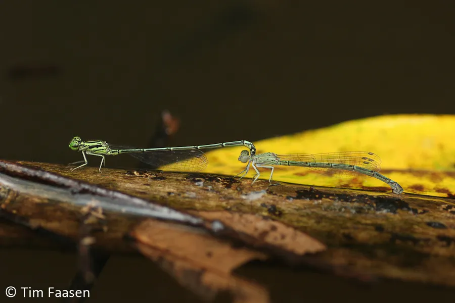 Neoneura bilinearis - photo 2