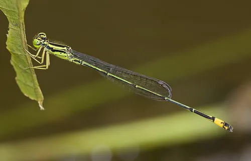 Neoneura confundens