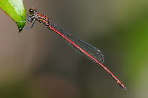 Esther's Threadtail