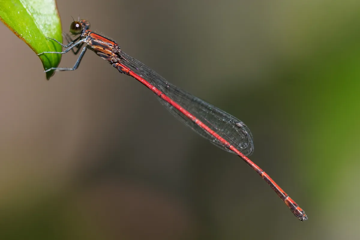 Esther's Threadtail - photo 3