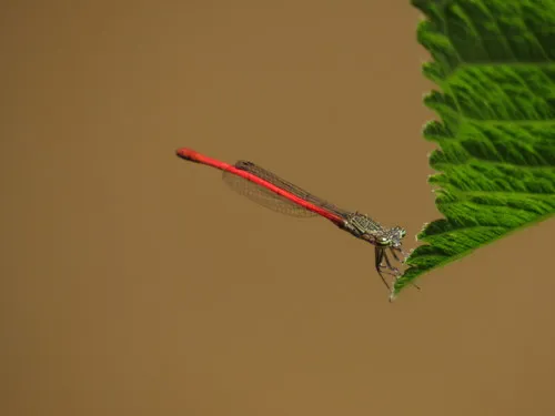 Neoneura ethela
