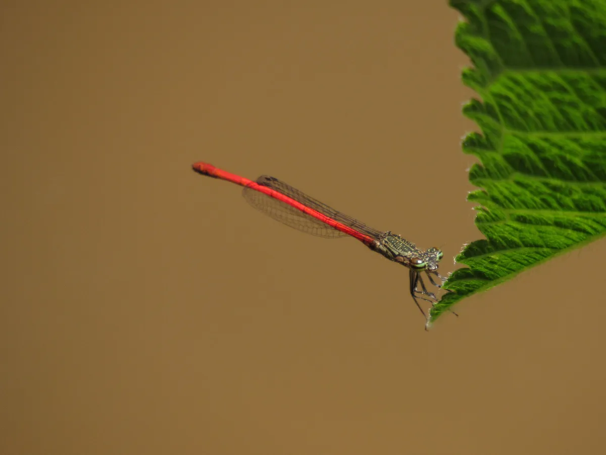 Neoneura ethela - photo 2