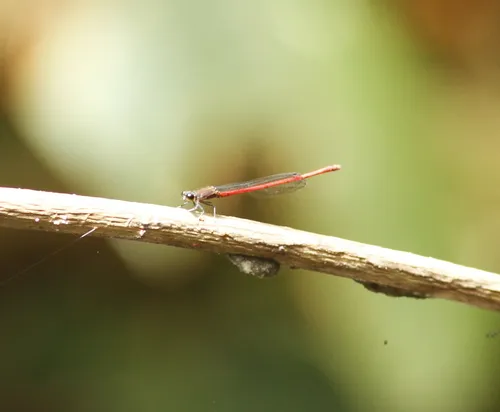 Neoneura myrthea