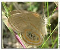 Helicta Satyr - Hodges#4576.1
