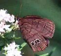 Mitchell's Satyr - Hodges#4577 - photo 2