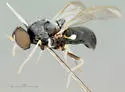 Neopachygaster maculicornis