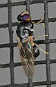 Neopachygaster maculicornis - photo 3