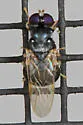 Neopachygaster maculicornis - photo 4